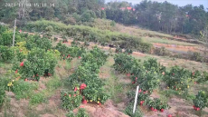 殘疾人黃民財(cái)雪峰蜜桔節(jié)直播兩次昏倒? 因?yàn)閻?ài)，所以堅(jiān)持