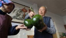 休寧縣鶴城鄉(xiāng)：南瓜“三胞胎” 眾人皆稱奇