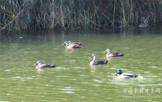 安徽廬江：極危物種青頭潛鴨 黃陂湖成倍繁殖