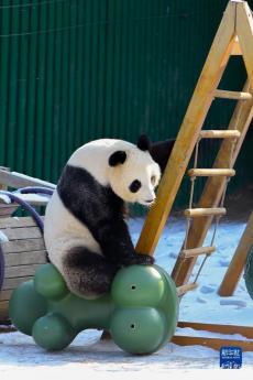 遼寧沈陽：大熊貓雪后小憩