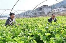 隆回縣麻塘山鄉(xiāng)特色種植實現(xiàn)農(nóng)民増收