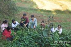 隆回高洲中學(xué)留守孩子“學(xué)農(nóng)基地”采挖紫薯樂陶陶