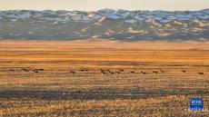 新疆四季丨秋收冬蓄 更待來年