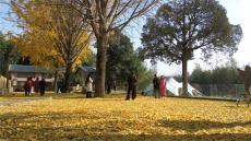 安徽廬江：銀杏葉黃來打卡