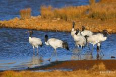 保護效果明顯 云南大山包黑頸鶴數(shù)量再創(chuàng)歷史新高