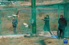 江西啟動朱鹮野化放歸項目