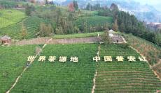 全國早茶大會暨 2024 年“貴州綠茶”第一采活動召開