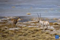 西藏色林錯湖邊的藏羚羊