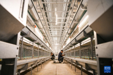 發(fā)展蛋雞養(yǎng)殖 助力鄉(xiāng)村振興