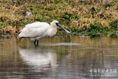 徽州區(qū)：“鳥(niǎo)中大熊貓”首現(xiàn)西溪南