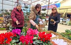 安徽廬江：年宵花受追捧