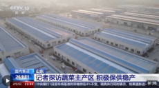 山東多地普降大雪 蔬菜如何做到價(jià)穩(wěn)量足？