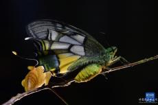 福建記錄并發(fā)布“蝶中皇后”金斑喙鳳蝶完整生活史