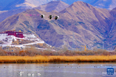 拉魯濕地：鳥的逸境