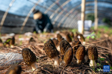 云南香格里拉：羊肚菌產(chǎn)業(yè)助農(nóng)增收