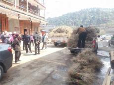 湖南菁蕪洲鎮(zhèn)：2600余畝中藥材覆蓋全鎮(zhèn)13村