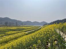 初春油菜花海洋悄然綻放