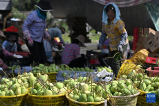 又到芒果飄香時