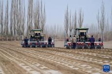 我國(guó)棉花主產(chǎn)區(qū)春播大幕開啟