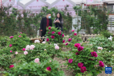 美麗鄉(xiāng)村開啟春季牡丹花會(huì)