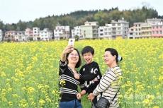 黃金井美麗鄉(xiāng)村賞花打卡