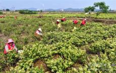 安徽廬江：金銀花香 助農(nóng)增收
