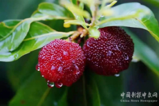 金甲楊梅熟了！快來(lái)珠暉品嘗今夏的第一口酸甜