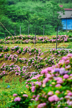 周末不忙 去趟衡陽｜珠暉區(qū)：文旅新名片 繡球花迎客