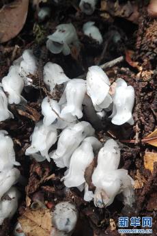 云南鳳慶：近危級(jí)珍稀植物水晶蘭再次現(xiàn)身