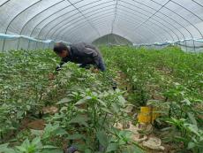 休寧縣流口鎮(zhèn)：菌蔬輪作謀突破  多元產(chǎn)業(yè)助振興