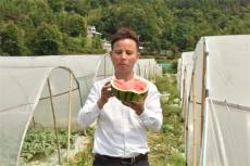 甜蜜上市！貴州天柱的西瓜熟了