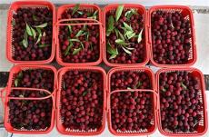 湖南隆回金石橋鎮(zhèn)：楊梅紅了產(chǎn)業(yè)興旺