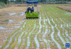 各地農(nóng)民搶抓農(nóng)時插秧忙