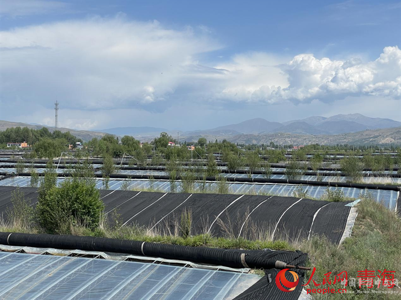湟中區(qū)多巴鎮(zhèn)玉拉村的現(xiàn)代農(nóng)業(yè)產(chǎn)業(yè)園。人民網(wǎng) 況玉攝