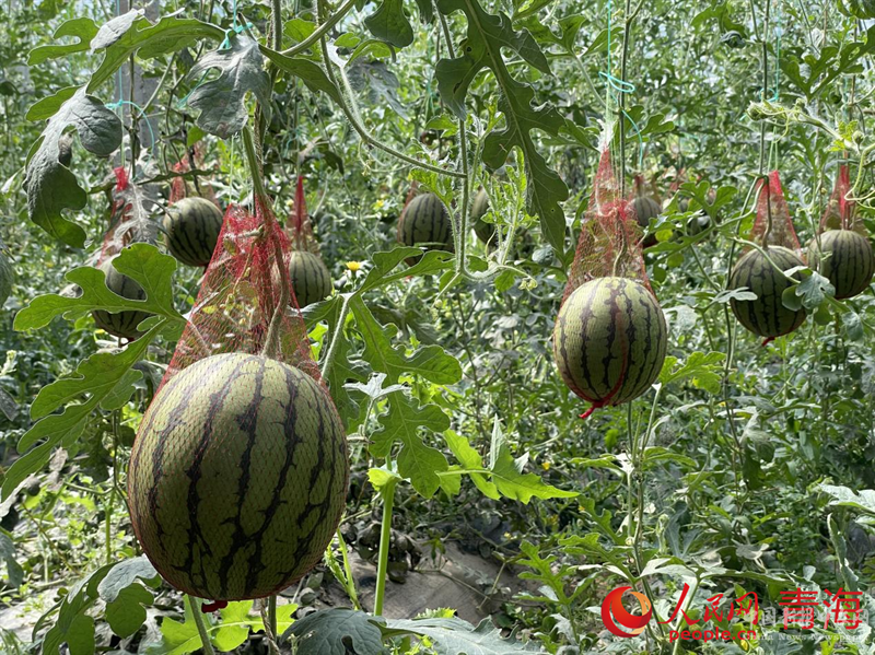 大棚內(nèi)碩果累累。人民網(wǎng) 況玉攝