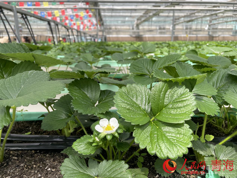 草莓脫毒育苗中心培育的草莓苗。人民網(wǎng) 況玉攝