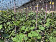 山西陽高:“農(nóng)”墨重彩 鄉(xiāng)村生機涌動