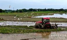 生態(tài)好?鳥(niǎo)兒追