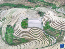 龍脊梯田農(nóng)事忙