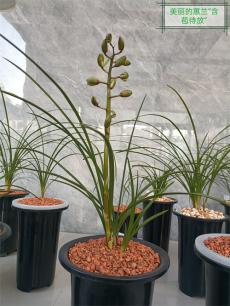 今年蘭花看漲…… | 陪“軍叔”賞蘭花