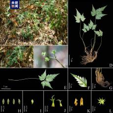 新物種！云南發(fā)現(xiàn)“極?！蹦细呃柝朁S連