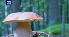 中國首個(gè)野生菌保護(hù)管理規(guī)范性文件今起施行