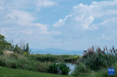 昆明：濕地公園 天藍(lán)水碧