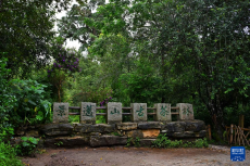 高質(zhì)量發(fā)展調(diào)研行｜景邁山上，“人在草木間”