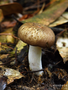 驚喜不斷！福建永安天寶巖上新兩個(gè)全球新物種