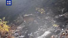 拍到“新物種”！云南福貢首次拍到赤斑羚活動(dòng)影像