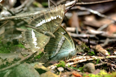 蝶舞翩翩！福建永安天寶巖蝴蝶新記錄種再上新