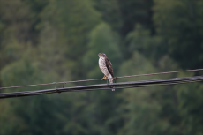 森林猛禽！福建永安喜添鳥類新記錄種日本松雀鷹