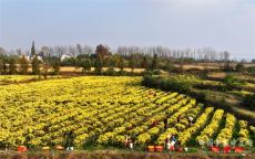 安徽廬江：金絲皇菊開出致富花