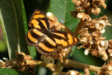 福建永安喜添多個(gè)鳥蝶新記錄種或影像記錄